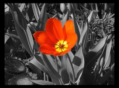 Tulip