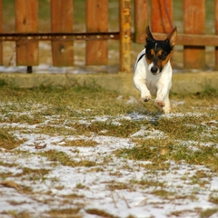 Lola beží o život