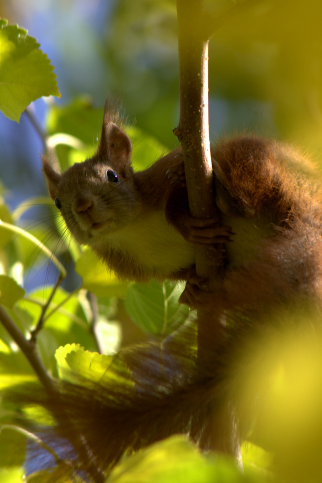 Veverička hľadá orechy