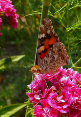 Bábočka bodliaková