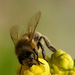 pracujúca včielka