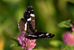 Bábočka sieťkovaná