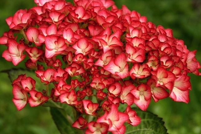 Hortenzia