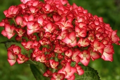 Hortenzia