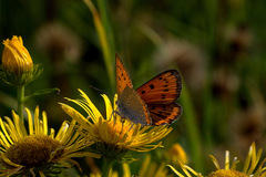 Oniváčik čiernokrídly