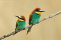 Včelárik zlatý (Merops apiaster)