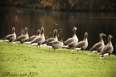 Victoria park 2009