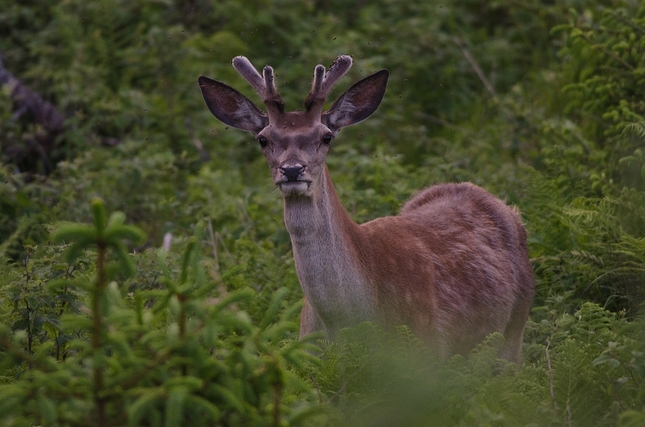 Mladíček (Wild)