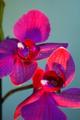 orchidea