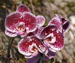 Orchidea z kytice.