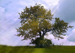 Osamely strom