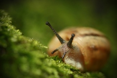 slimáčik máčik.....