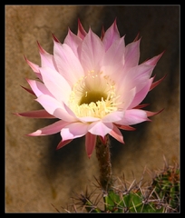 Echinopsis hybrid cv. PRINCESSE 