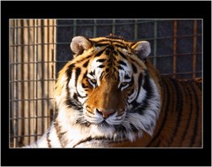 Siberian tiger II