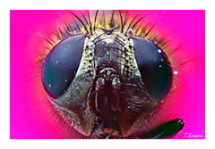 Look into my eyes