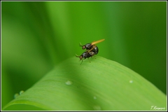 Little-Fly's sex