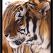 Siberian tiger - Amur