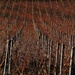 vinič na Vinohradoch