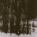 Alone In The Wood