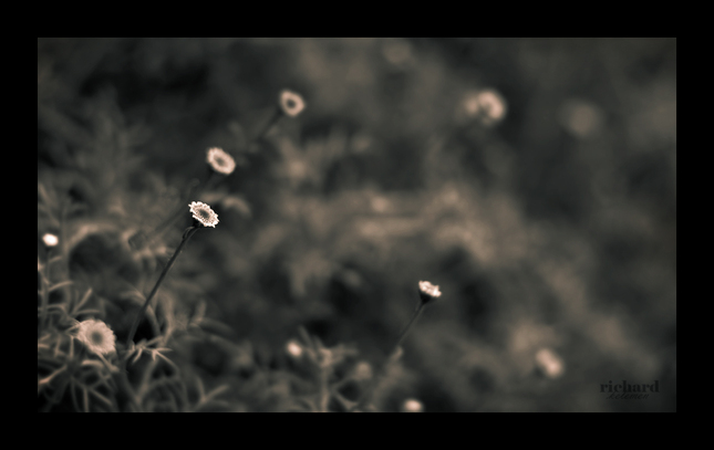 Ambient flower