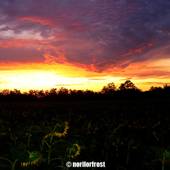 The Field
