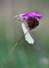 Žeby zmena jedálnička?