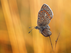 Modráčik v zlatej hodinke.