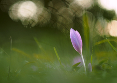 Zjesienkuváva sa II.