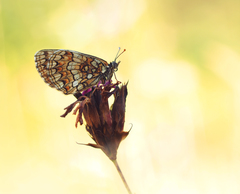 V pastelových farbách.