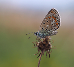 Pichľavé posedenie.