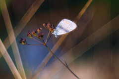 V moci ranného svetla.