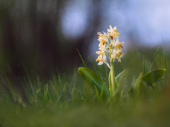 Orchidea našich lúk V.