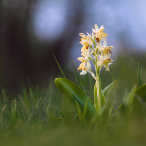 Orchidea našich lúk V.