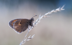 V pochmúrnom podvečery.