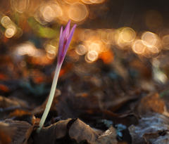 Decembrová jesienka.