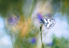 Timove snové ráno.