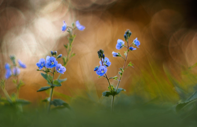 Blue trio.