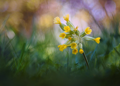 Vykúkajúc z trávy.