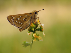 Súmračník bieloškvrný.