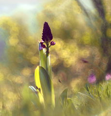 Orchidea našich lúk.