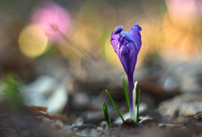 Krokus.