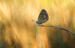 Čakanie na prvé lúče.