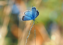 V ranných lúčoch.