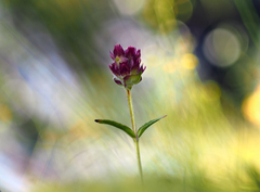 V opojení farieb leta.