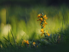 V objatí kvapiek.