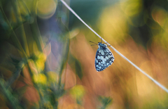 Farby letného večera.