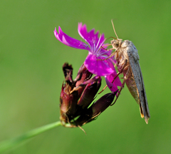 Raňajky na klinčeku.