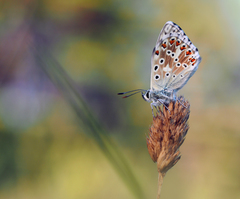 V letných farbách rána.
