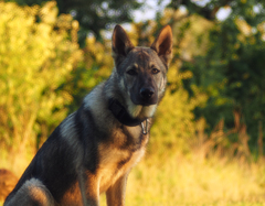 Kamarát od rybníka.