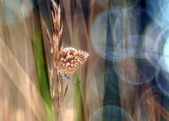 Keď noc strieda deň.